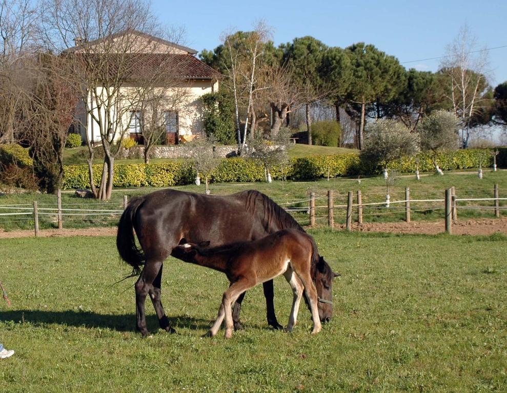 Trebisonda Country Monzambano